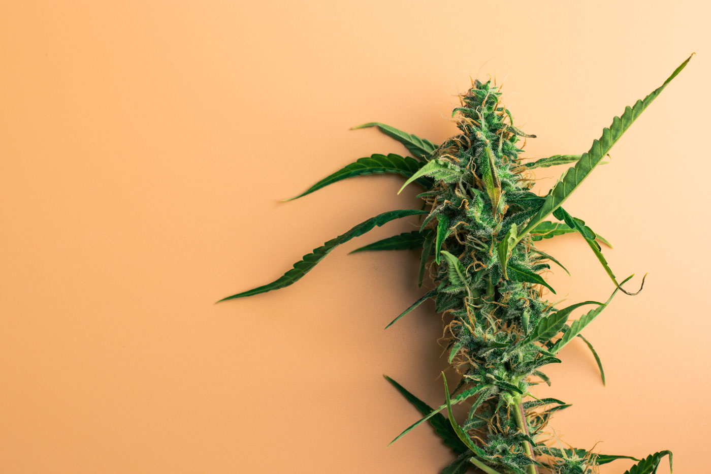 cannabis plant on a orange background