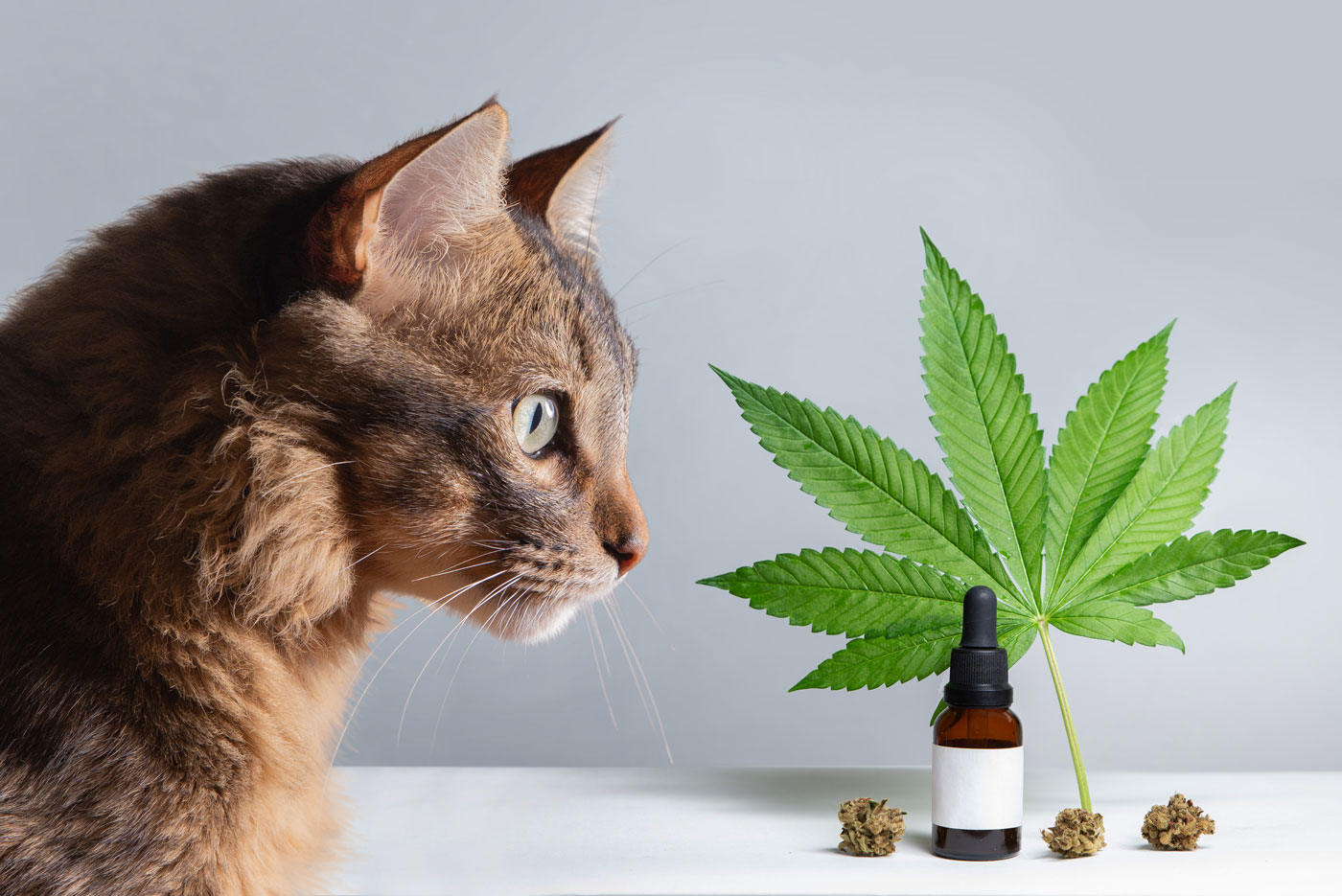 Cat with hemp and CBD oil