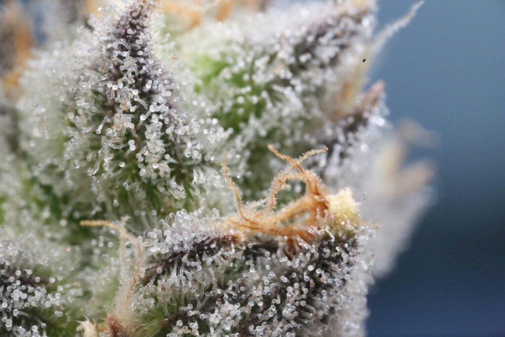 Trichomes of the cannabis plant for harvesting