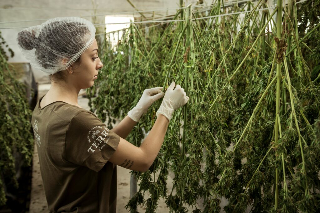 Frau hängt Cannabispflanzen zur Trocknung auf.